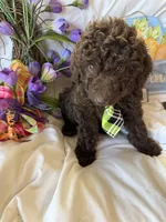 Arno, a male Labradoodle for sale in Springhill, LA – Photo 8 of 10