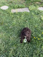Arno, a male Labradoodle for sale in Springhill, LA – Photo 10 of 10