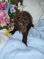 Arno, a male Labradoodle for sale in Springhill, LA – Photo 3 of 5