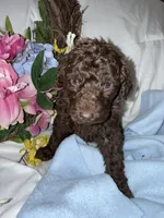 Arno, a male Labradoodle for sale in Springhill, LA – Photo 5 of 5
