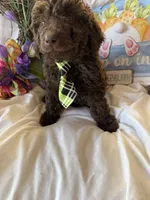 Arno, a male Labradoodle for sale in Springhill, LA – Photo 5 of 10