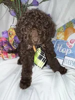 Arno, a male Labradoodle for sale in Springhill, LA – Photo 4 of 10