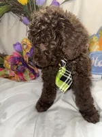 Arno, a male Labradoodle for sale in Springhill, LA – Photo 3 of 10