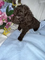 Arno, a male Labradoodle for sale in Springhill, LA – Photo 2 of 5