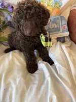 Arno, a male Labradoodle for sale in Springhill, LA – Photo 9 of 10