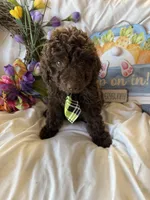 Arno, a male Labradoodle for sale in Springhill, LA – Photo 6 of 10