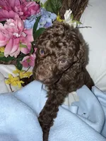 Arno, a male Labradoodle for sale in Springhill, LA – Photo 4 of 5