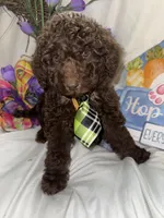 Arno, a male Labradoodle for sale in Springhill, LA – Photo 2 of 10