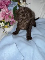 Arno, a male Labradoodle for sale in Springhill, LA – Photo 1 of 5