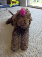 Elle, a female Labradoodle for sale in Springhill, LA – 6 of 7