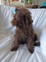Jolly, a female Labradoodle for sale in Springhill, LA – 4 of 8