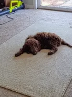 Arno, a male Labradoodle for sale in Springhill, LA – 3 of 6