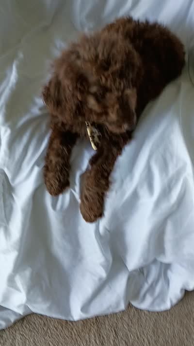 Arno, a male Labradoodle for sale in Springhill, LA – 6 of 6