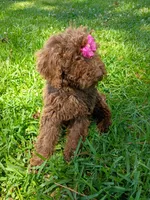 Elle, a female Labradoodle for sale in Springhill, LA – 6 of 7