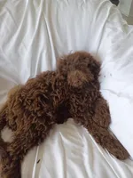Elle, a female Labradoodle for sale in Springhill, LA – 2 of 7