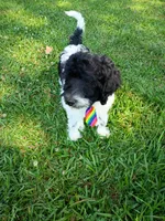 Diesel , a male Labradoodle for sale in Springhill, LA – 8 of 8