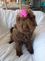 Elle, a female Labradoodle for sale in Springhill, LA – 4 of 7