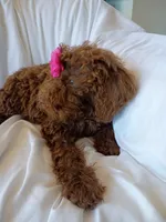 Elle, a female Labradoodle for sale in Springhill, LA – 3 of 7