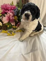 Jersey, a male Labradoodle for sale in Springhill, LA – Photo 4 of 4