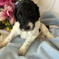 Trucker, a male Labradoodle for sale in Springhill, LA – Photo 10 of 10