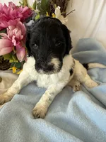 Diesel, a male Labradoodle for sale in Springhill, LA – Photo 3 of 5