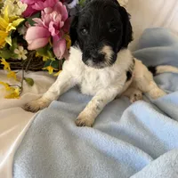 Trucker, a male Labradoodle for sale in Springhill, LA – Photo 6 of 10