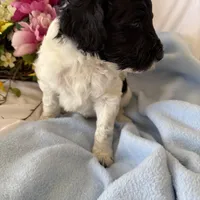 Trucker, a male Labradoodle for sale in Springhill, LA – Photo 9 of 10