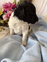 Diesel, a male Labradoodle for sale in Springhill, LA – Photo 5 of 5