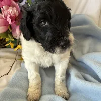 Trucker, a male Labradoodle for sale in Springhill, LA – Photo 8 of 10