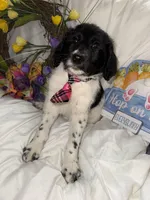 Trucker, a male Labradoodle for sale in Springhill, LA – Photo 7 of 10