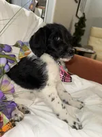 Trucker, a male Labradoodle for sale in Springhill, LA – Photo 3 of 10