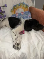 Trucker, a male Labradoodle for sale in Springhill, LA – Photo 2 of 10