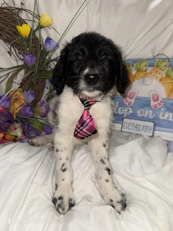 Trucker – Labradoodle puppy for sale in Springhill, LA