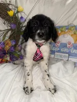 Trucker, a male Labradoodle for sale in Springhill, LA – Photo 1 of 10
