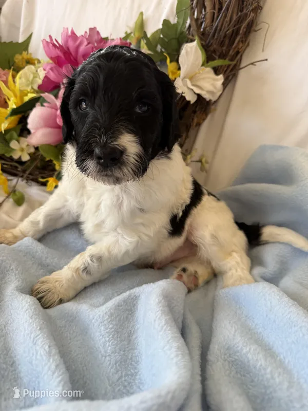 Diesel, a male Labradoodle for sale in Springhill, LA – Photo 1 of 5
