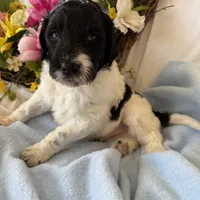 Trucker, a male Labradoodle for sale in Springhill, LA – Photo 4 of 10