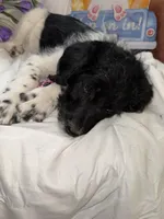 Trucker, a male Labradoodle for sale in Springhill, LA – Photo 5 of 10