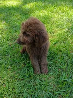 Arno, a male Labradoodle for sale in Springhill, LA – 4 of 6