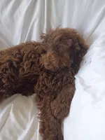 Elle, a female Labradoodle for sale in Springhill, LA – 5 of 7