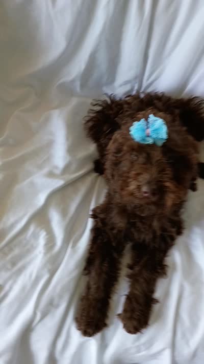 Jolly, a female Labradoodle for sale in Springhill, LA – 8 of 8