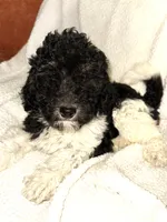 processed/89278bef-2797-409d-8a18-d67e3351f086/listing/ea0435c4-dfe1-4fe8-89b3-165ec562b0ed/f7188aa5-ca88-499b-8be1-4fdefbdd1245