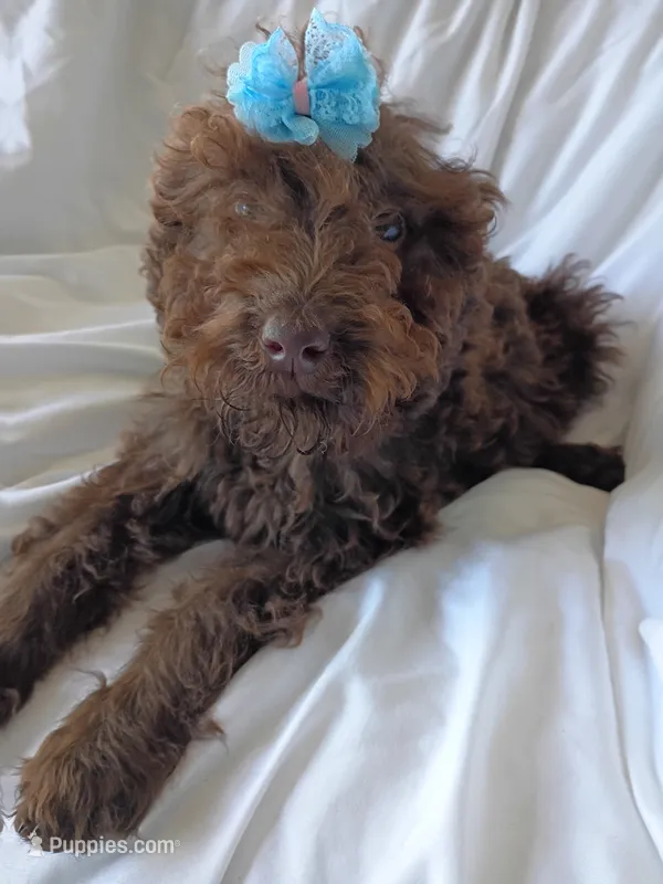 Jolly – Labradoodle puppy for sale in Springhill, LA