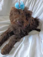 Jolly, a female Labradoodle for sale in Springhill, LA – 1 of 8