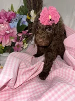 Elle, a female Labradoodle for sale in Springhill, LA – Photo 2 of 5