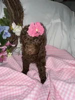 Elle, a female Labradoodle for sale in Springhill, LA – Photo 5 of 5