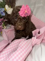 Elle, a female Labradoodle for sale in Springhill, LA – Photo 3 of 5