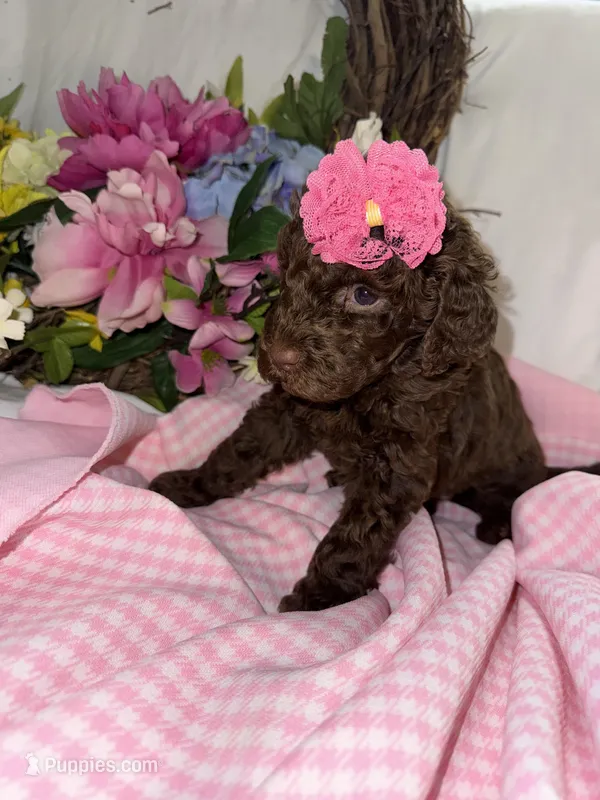 Elle, a female Labradoodle for sale in Springhill, LA – Photo 1 of 5