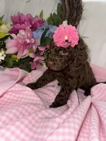 Elle, a female Labradoodle for sale in Springhill, LA – Photo 1 of 5