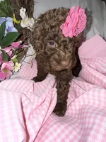 Elle, a female Labradoodle for sale in Springhill, LA – Photo 4 of 5