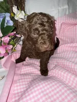 Paris, a female Labradoodle for sale in Springhill, LA – Photo 8 of 8